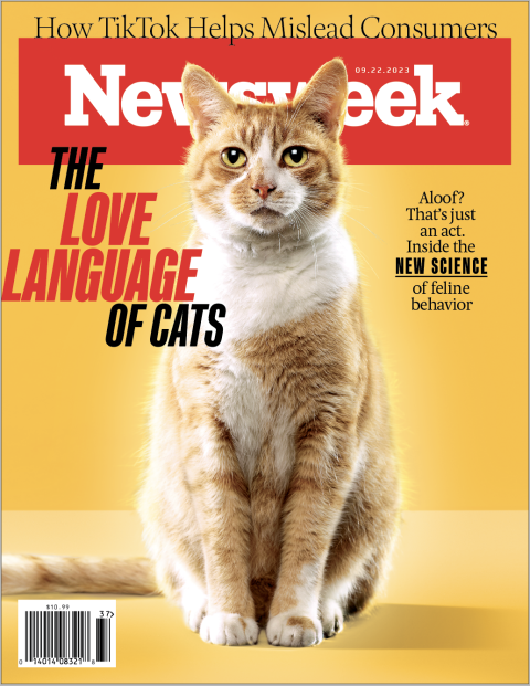 Cat cover tabby