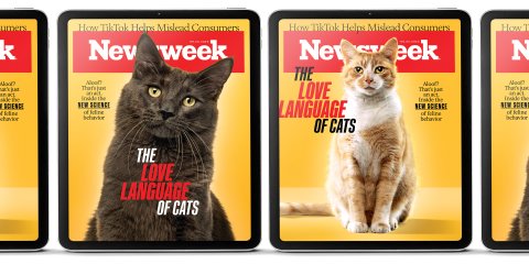 Cat cover banner