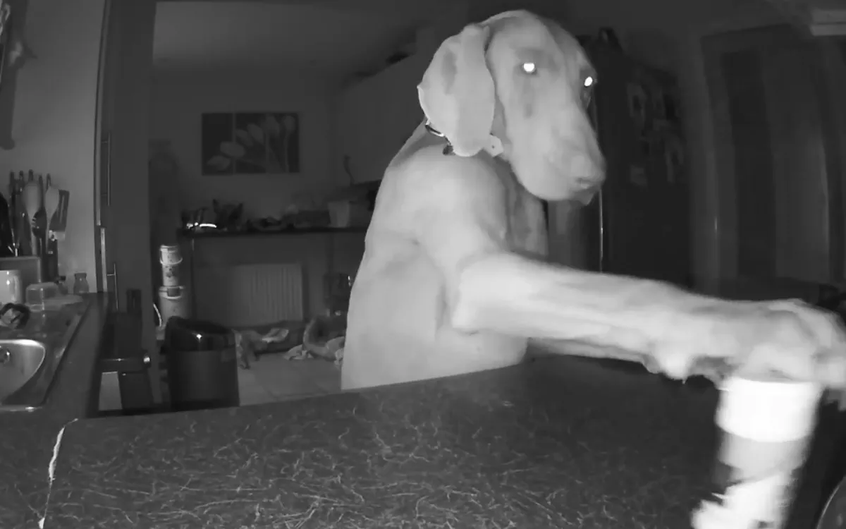 'Dexterous' Puppy's Criminal Skills He Learned as a Stray Captured on CCTV - Vimarsana News