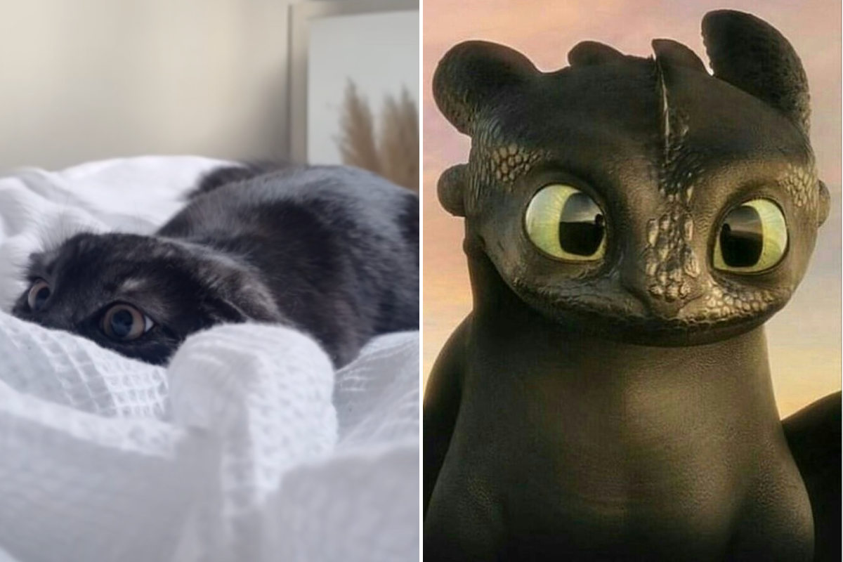 Adorable Cat Looks Just Like Toothless From 'How to Train Your Dragon'
