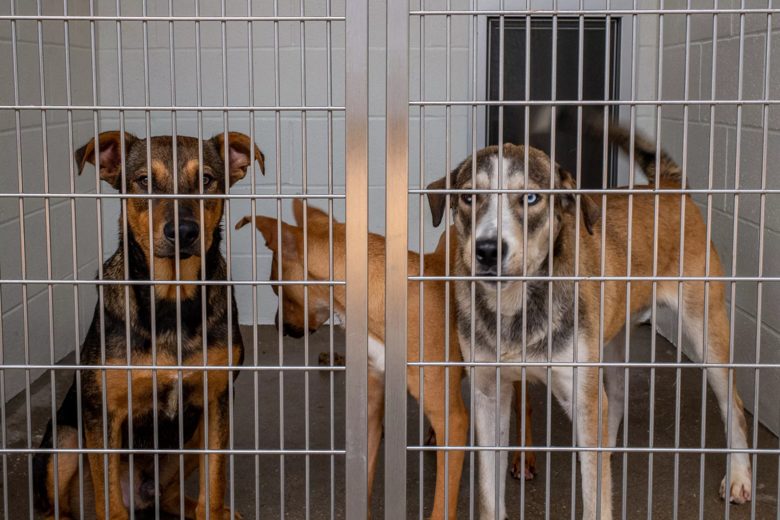 Nearly 40 Emaciated Dogs Found Next to Dead Puppies Have Nowhere to Go - Vimarsana News