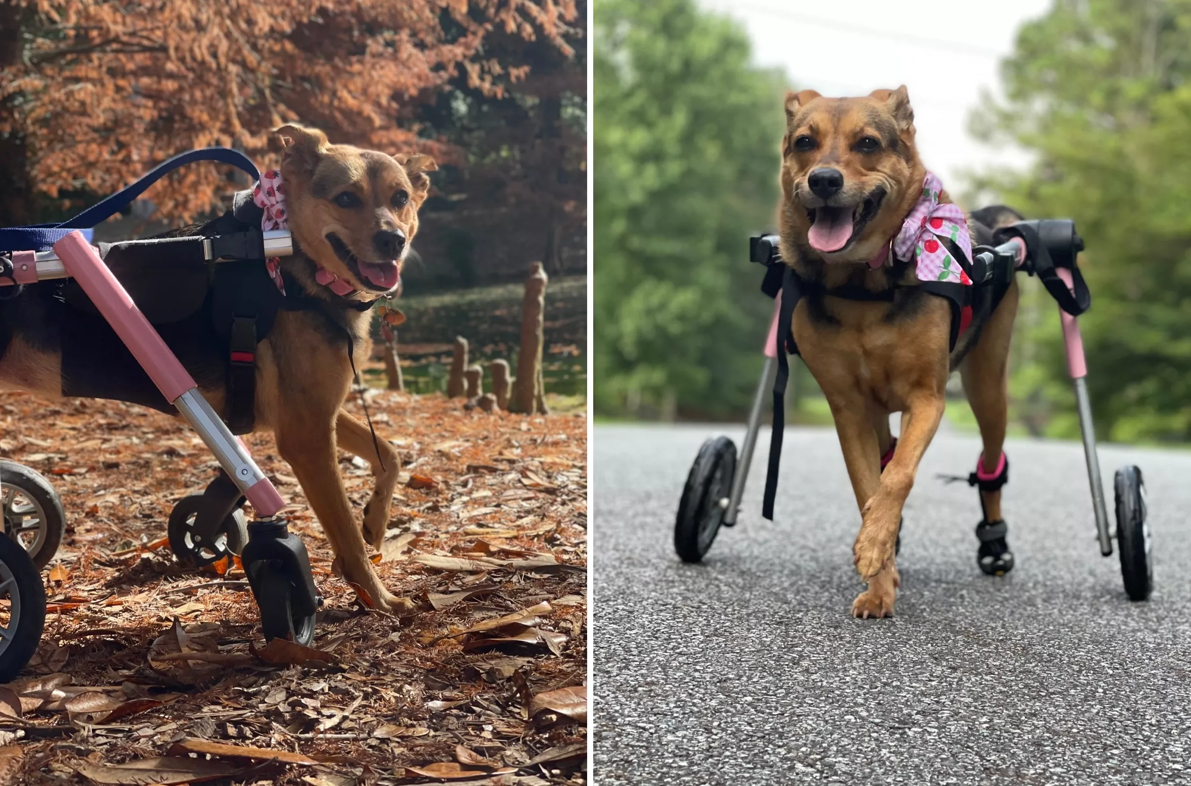 Paralyzed Dog Proves She Does Have a Quality of Life: 'That Tail' - Vimarsana News