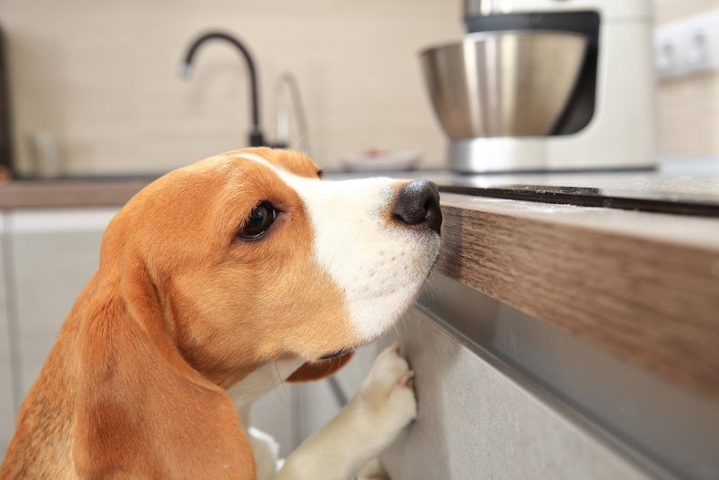 dog looking food