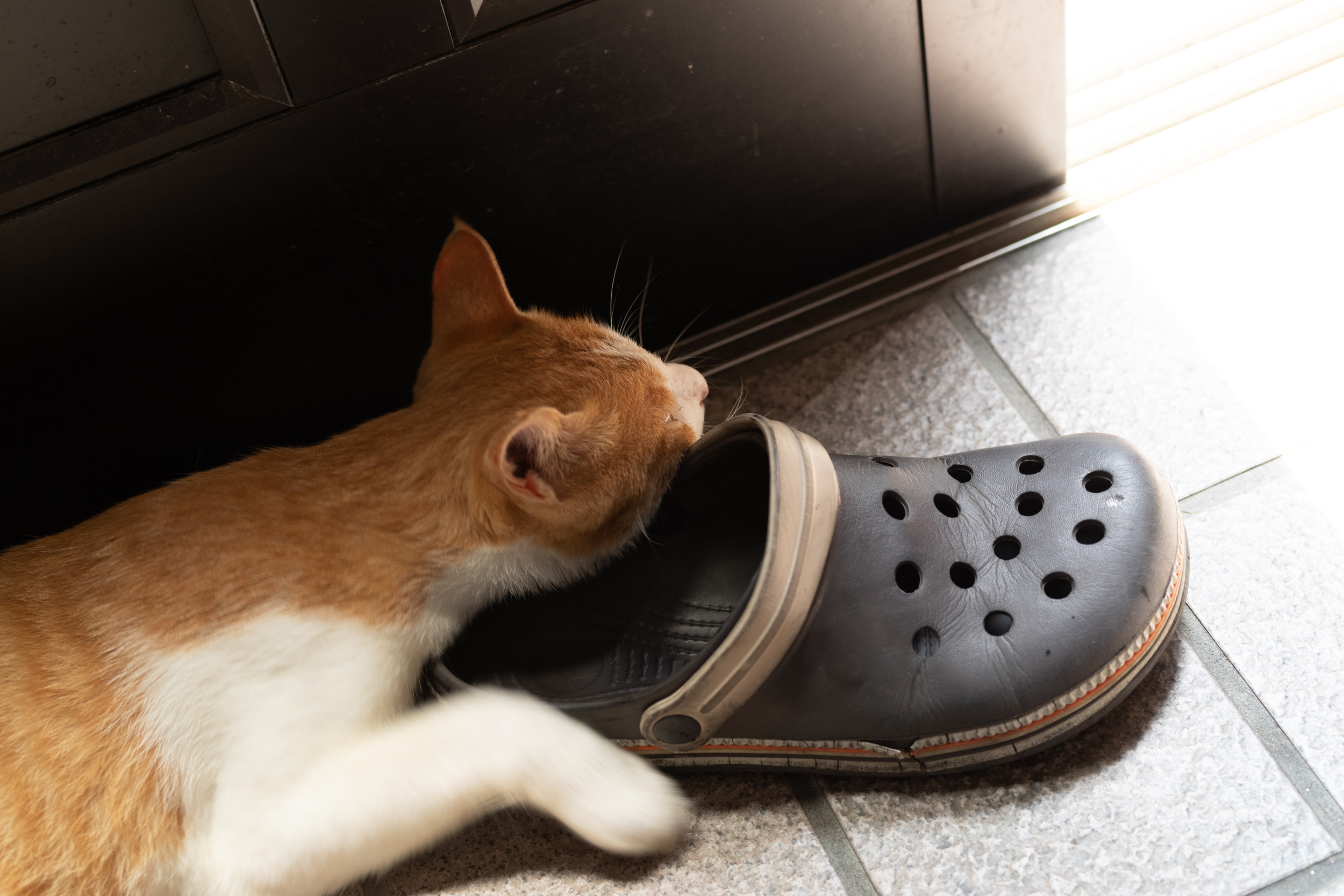 Internet in stitches as cat tries on his owner's shoes: 'New ick unlocked'