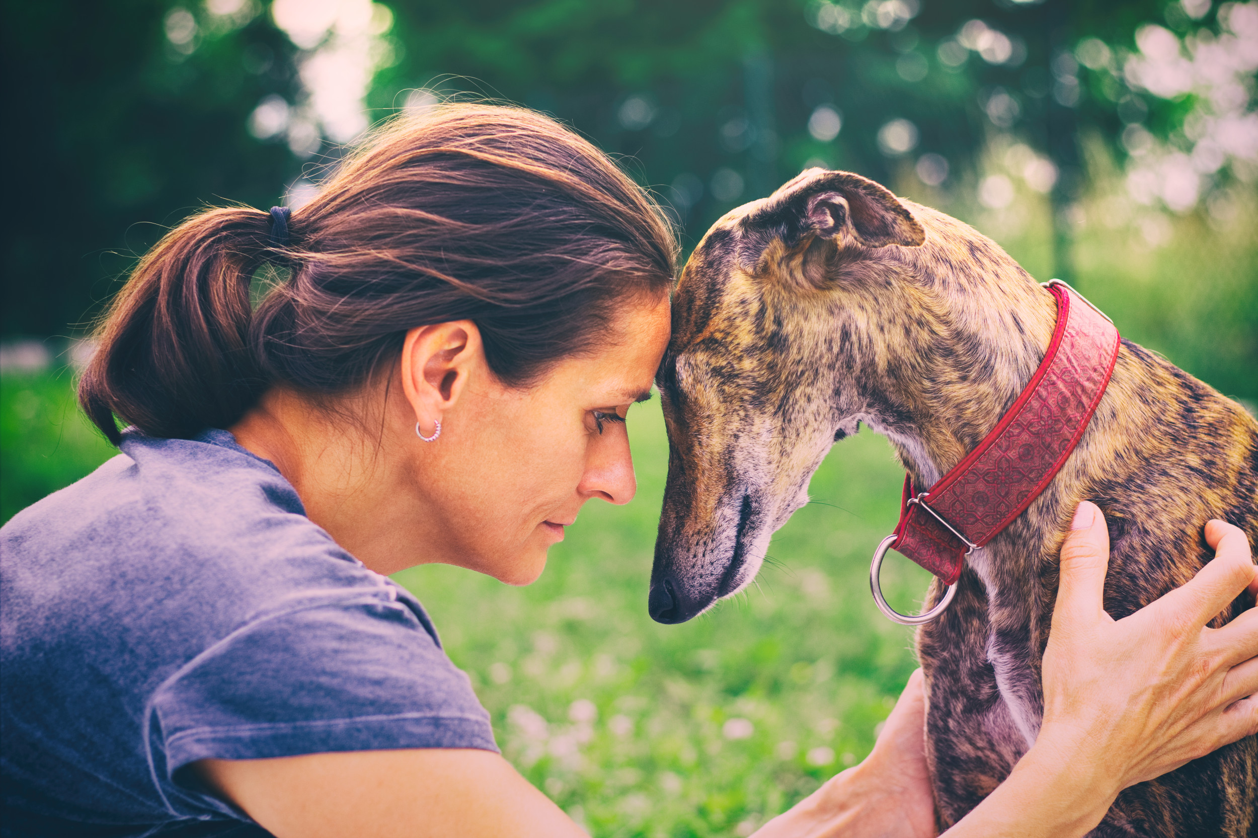 Hers dog. Donna Levriero. Pet on head. Узел собаки в женщине смотреть онлайн.