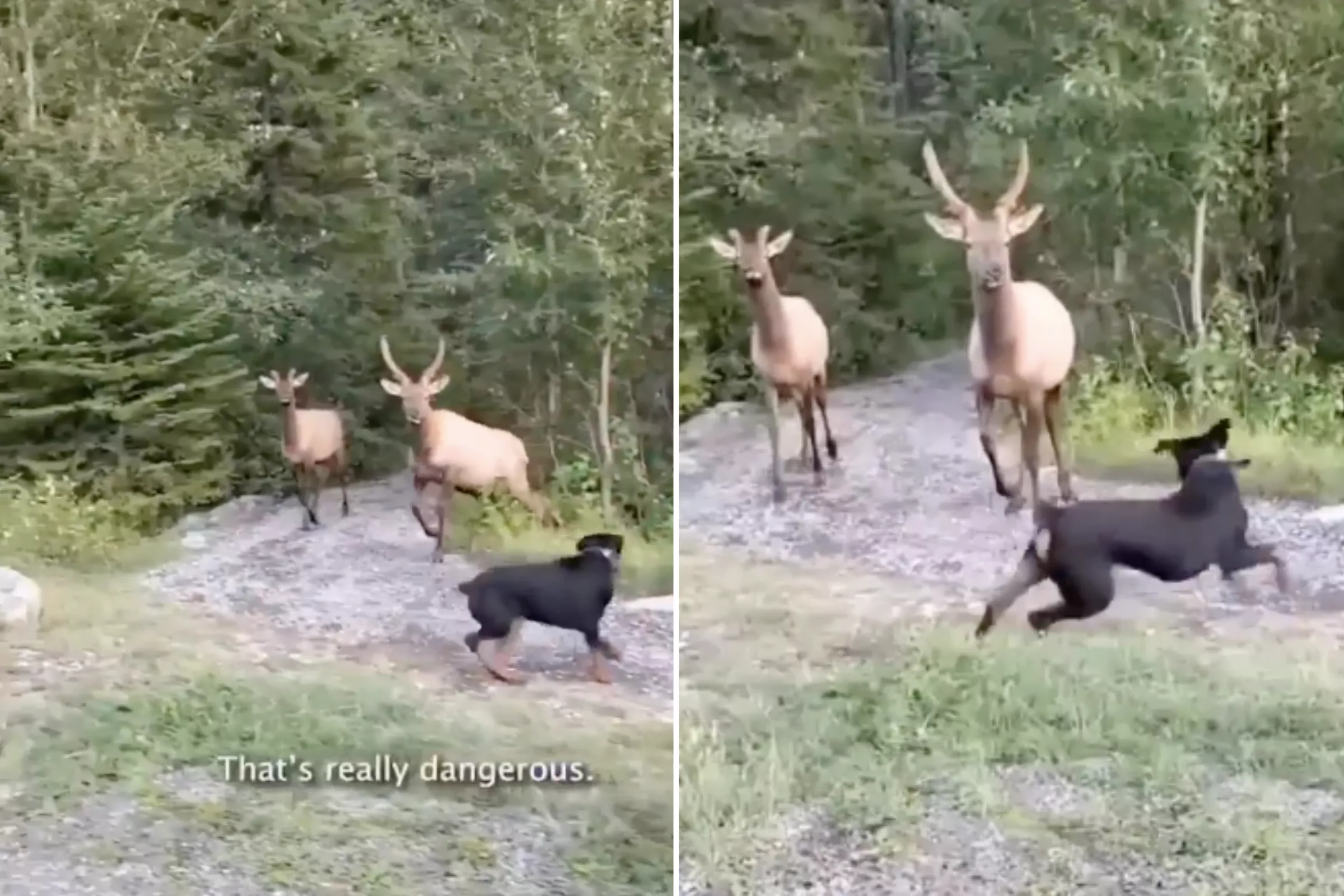 Wild Moment Rottweiler Squares Up to Two Male Elk—'They'll Stomp His Skull' - Vimarsana News