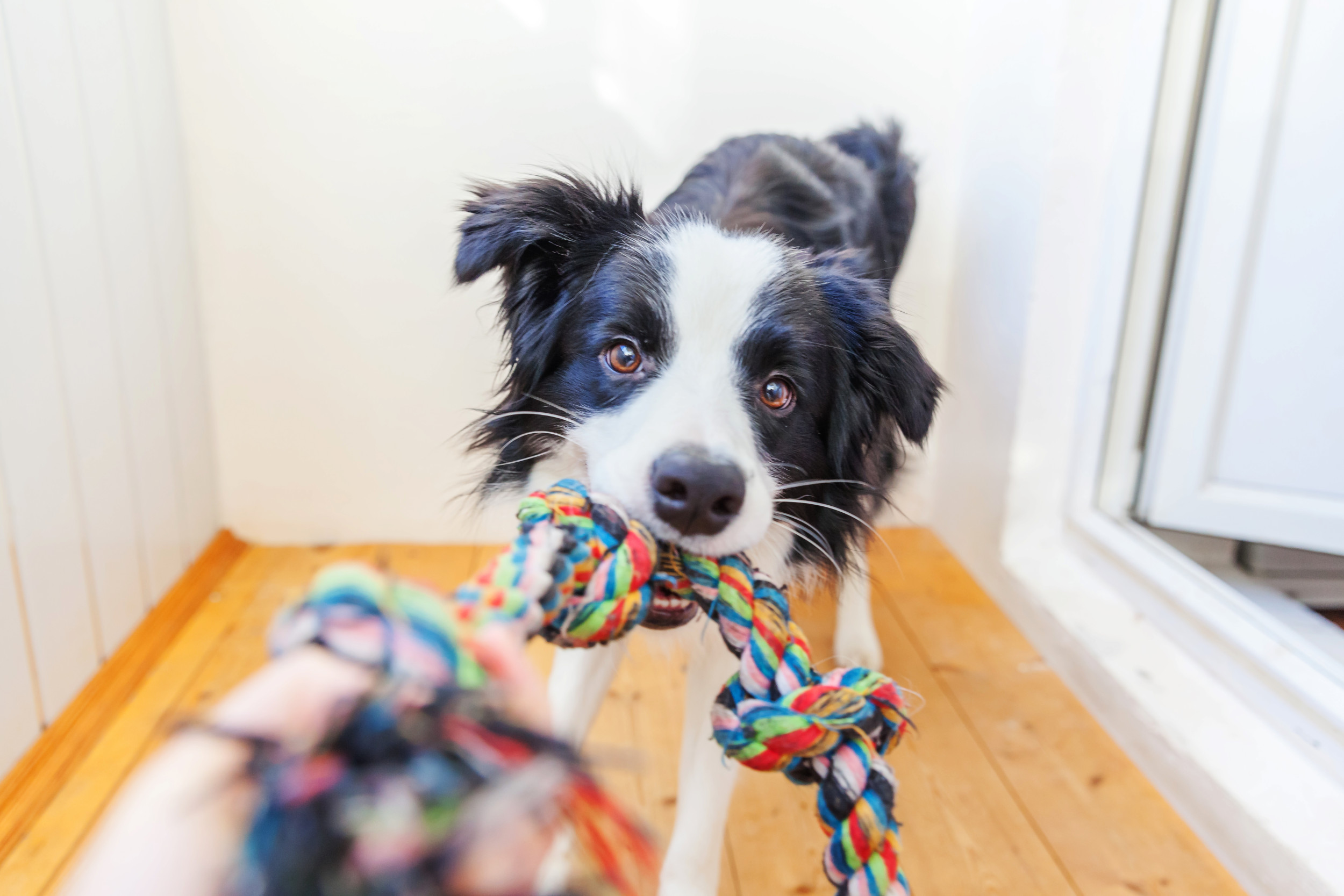 DIY Enrichment For Dogs: Stop Destructive & Anxious Behavior