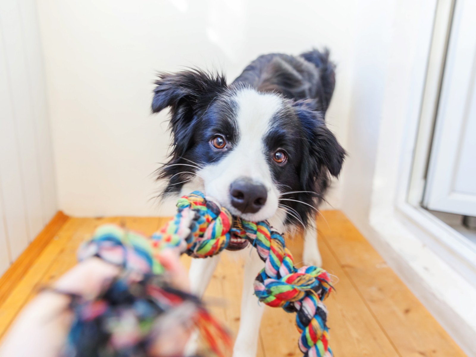Training Time - Easy, DIY Enrichment Games for Your Pup