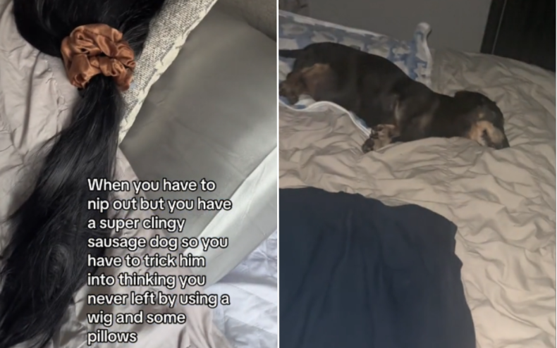 A dog sleeping next to a wig.