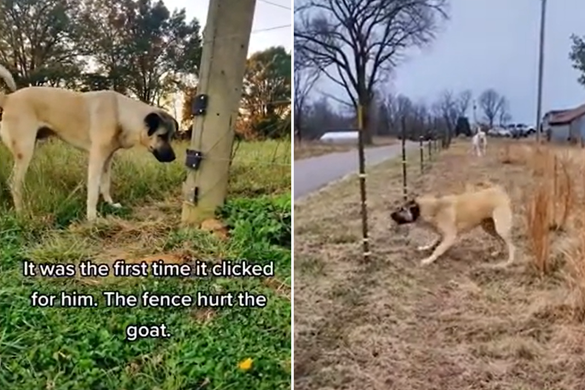 Guardian dog barking at fence