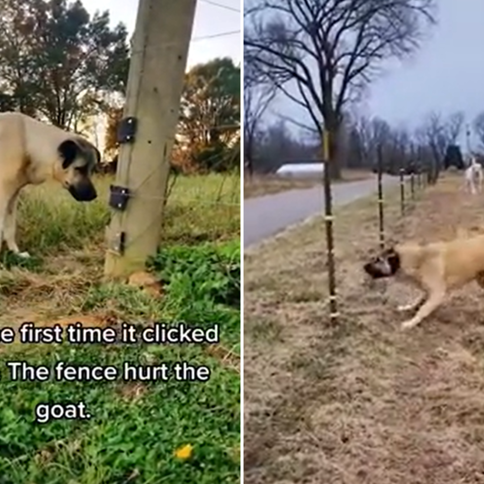 Guardian sales invisible fence