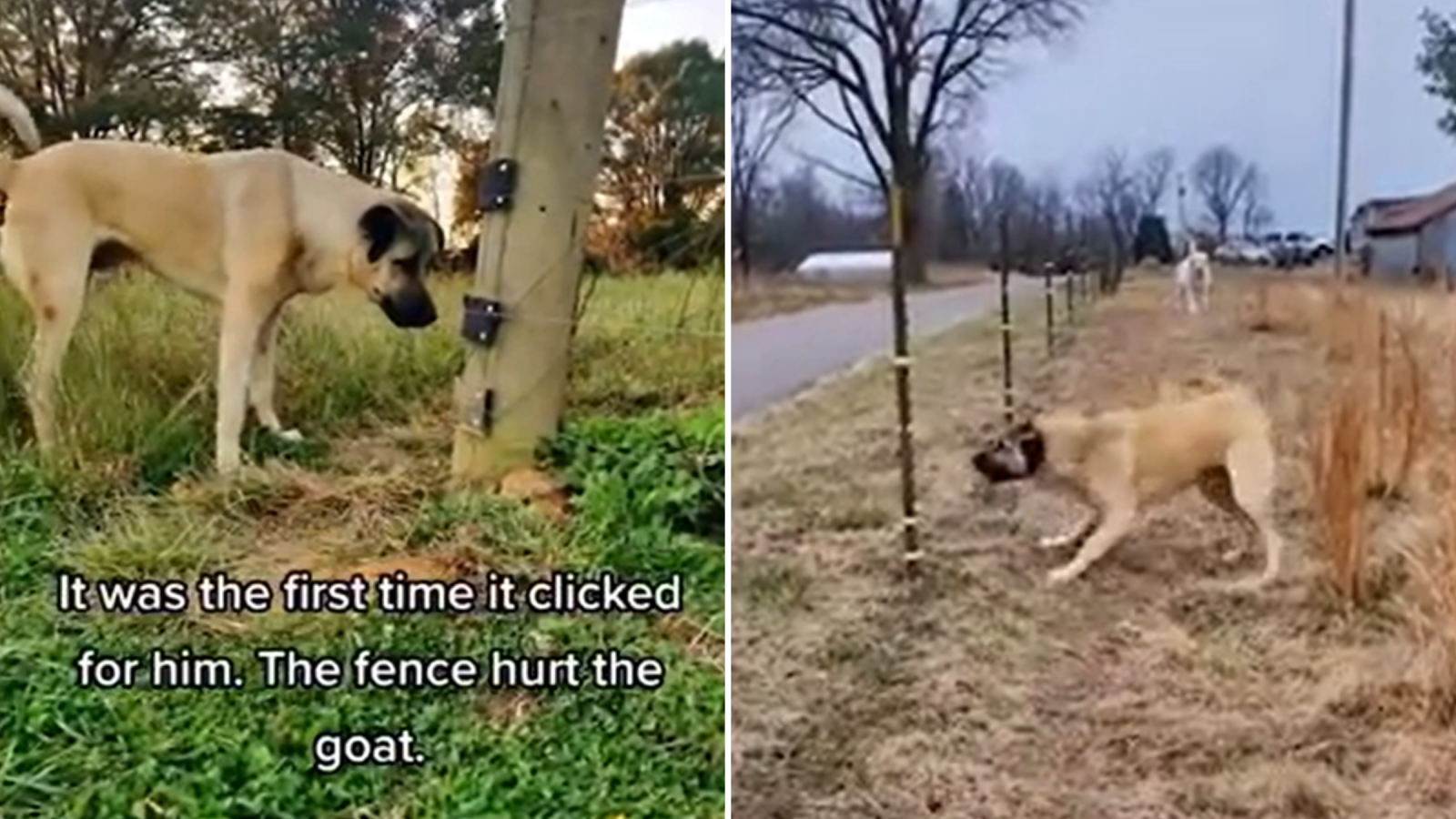 Guardian dog deals fence