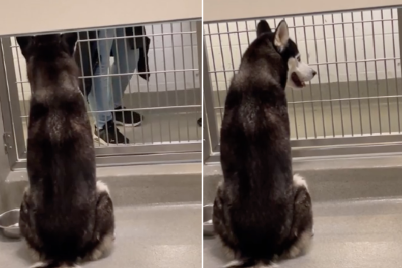 Shelter dog