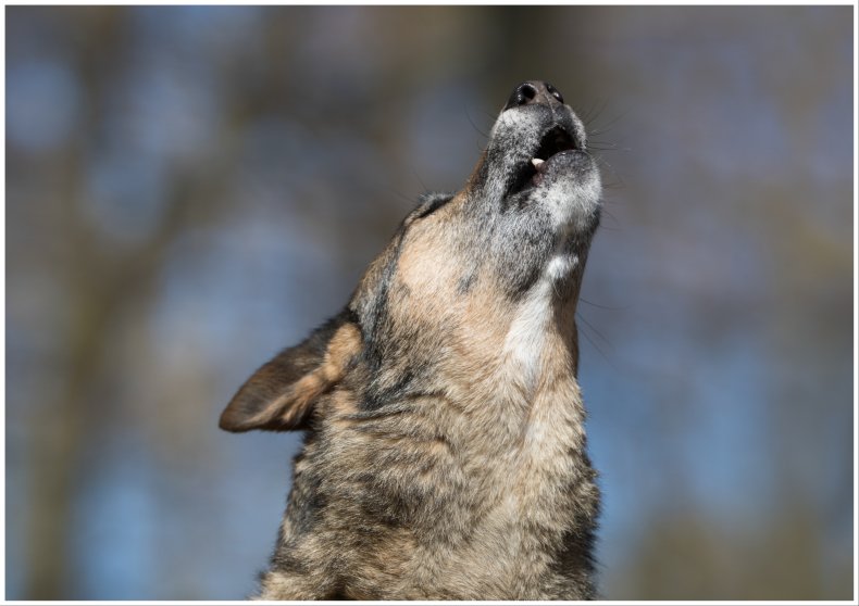 A stock image of a wolfdog howling