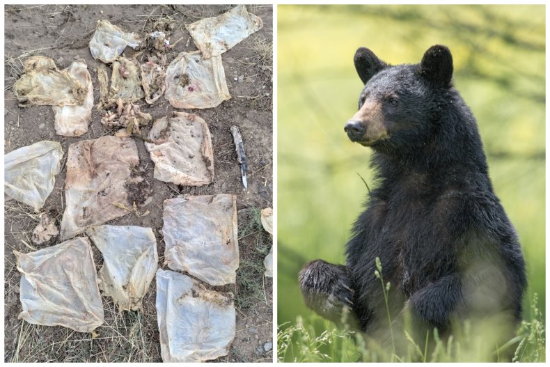 Bear starved with trash in stomach