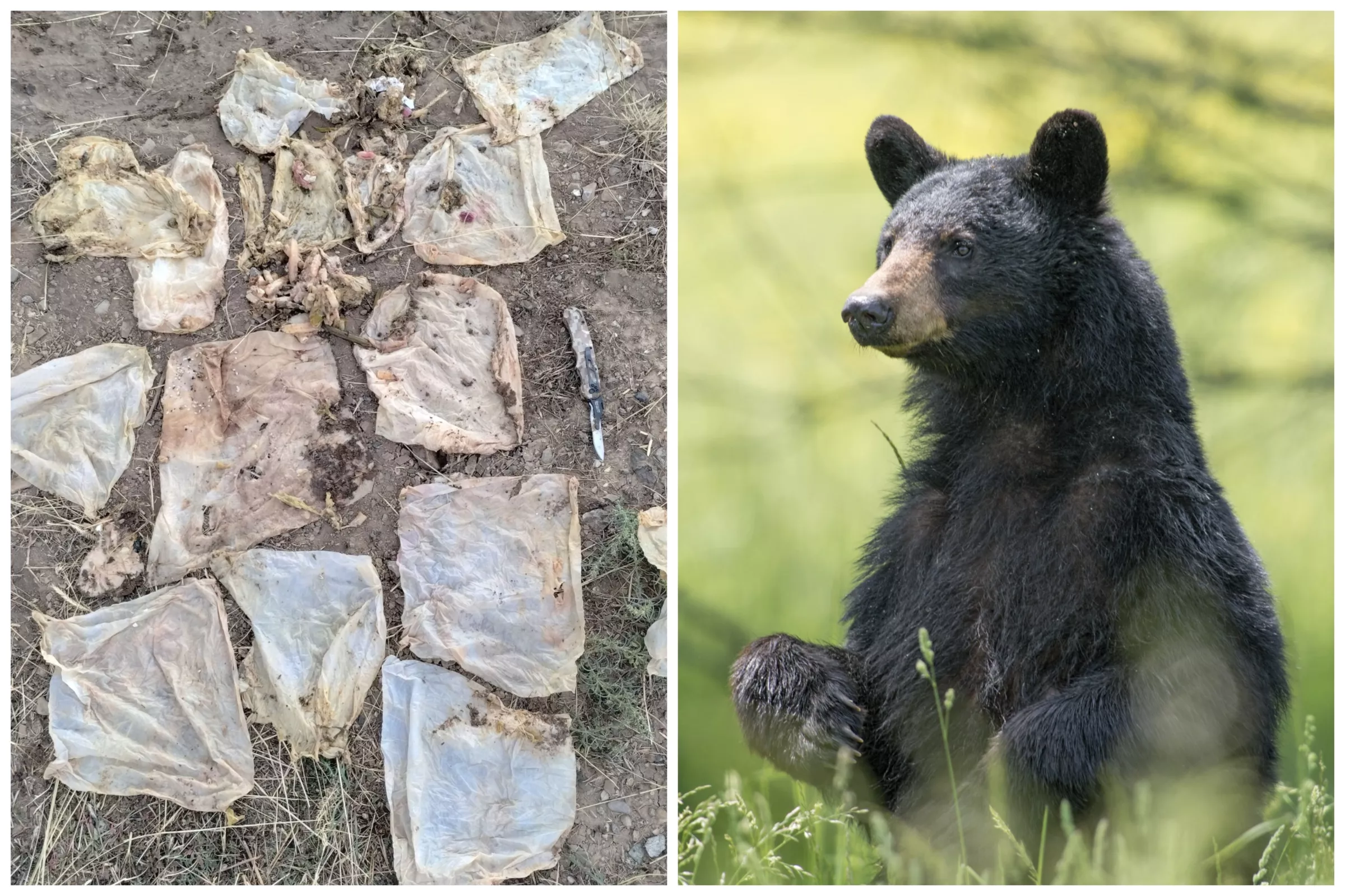 Starving Bear Euthanized With Trash-Blocked Stomach: 'Horrific Way To Die' - Vimarsana News