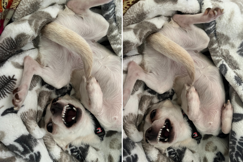 brie dog