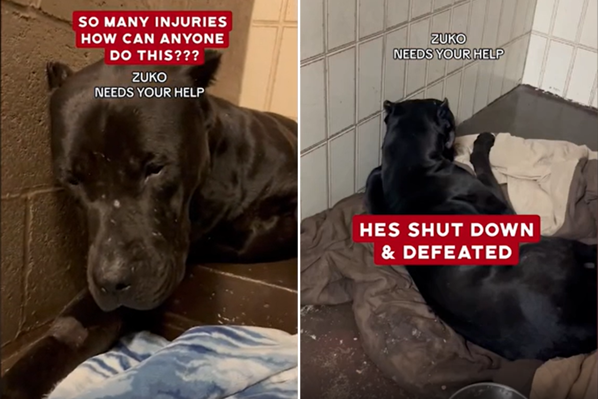 Terrified Dog Covered in Feces and Used for Target Practice Finally Safe Terrified Dog Covered in Feces and Used for Target Practice Finally Safe