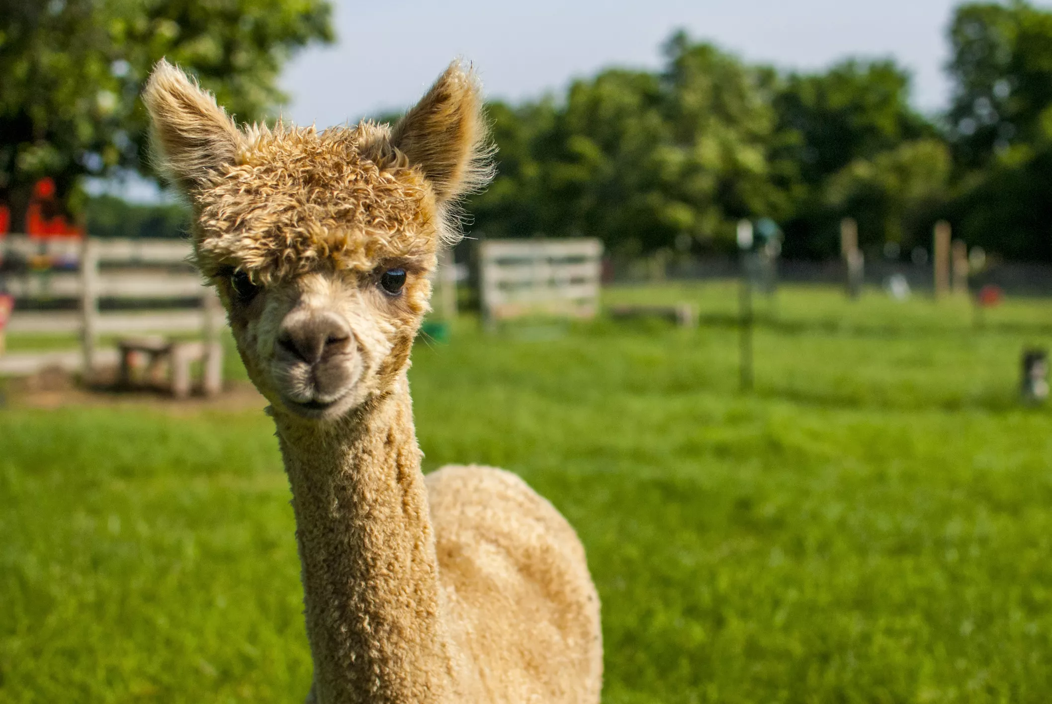 Alpaca Taken to Starbucks for 'Pupcup' Melts Hearts - Vimarsana News