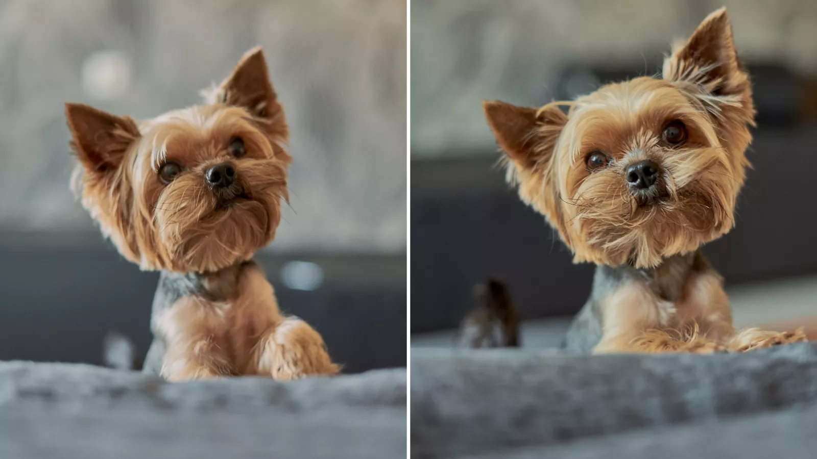 Yorkie guard dog hotsell