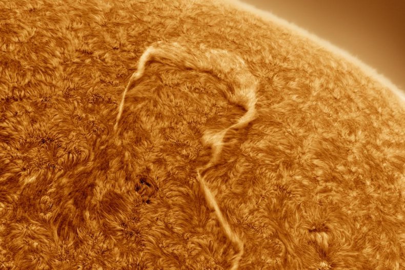 sun tendril