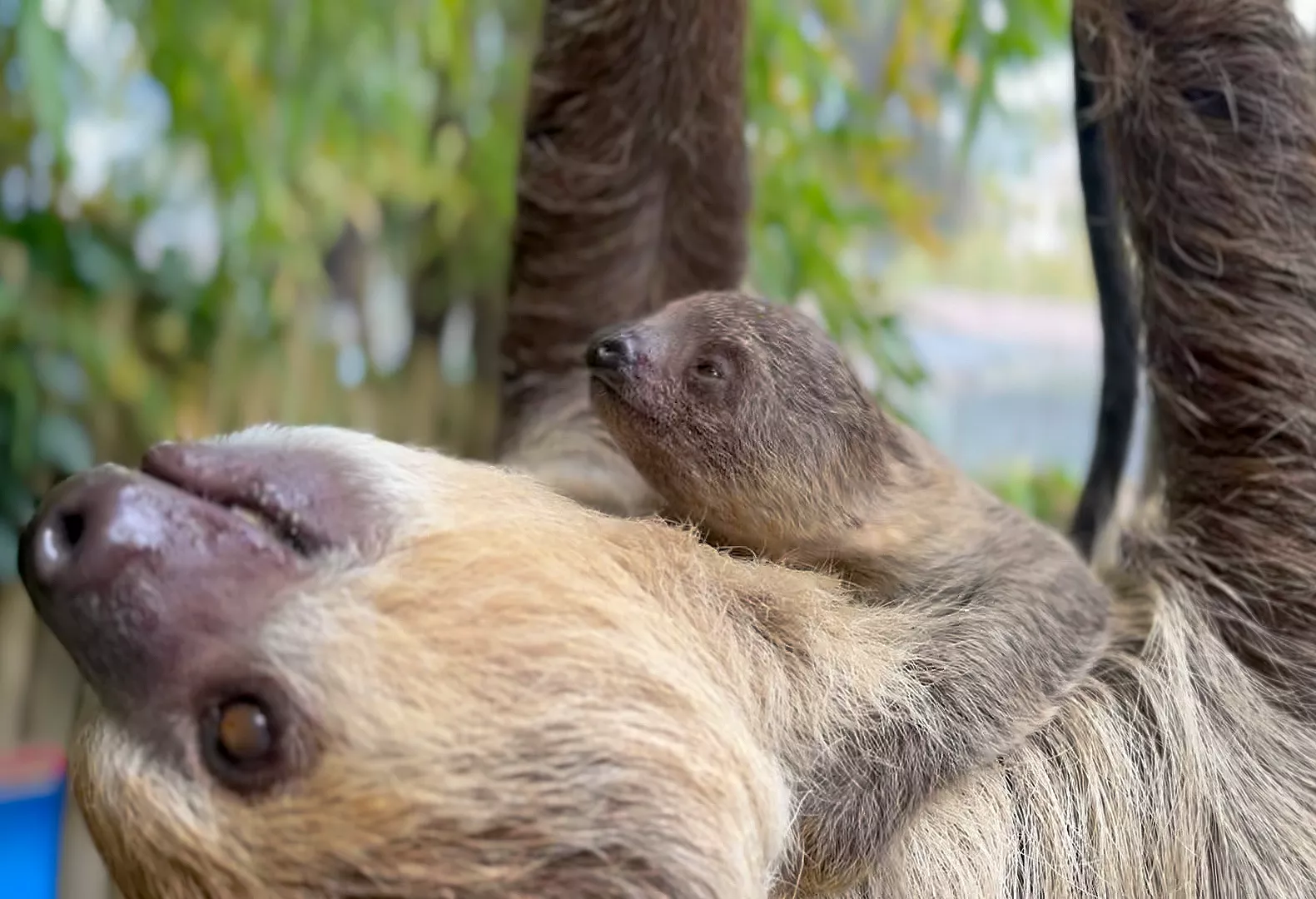 Rare Moment Captured as Zoo Visitors Witness Once in a Lifetime Event - Vimarsana News