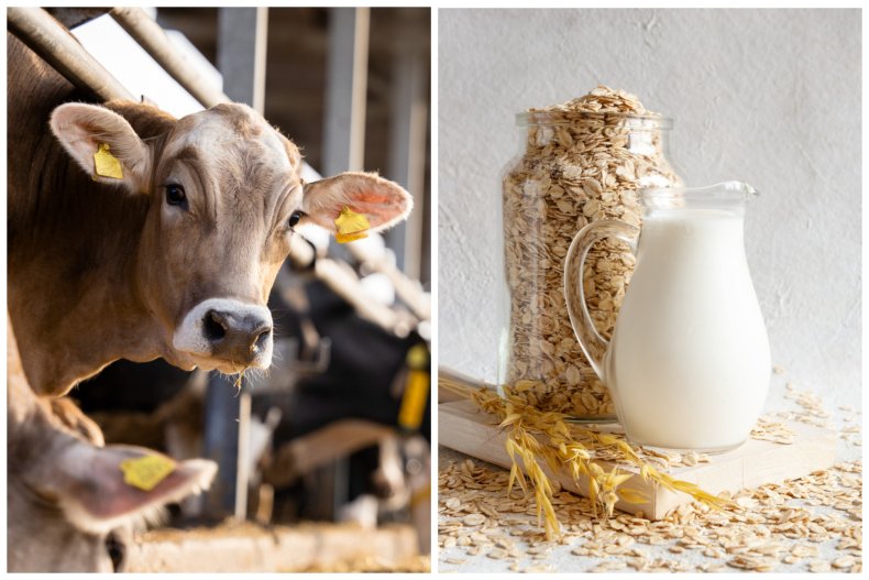 Cow vs oat milk