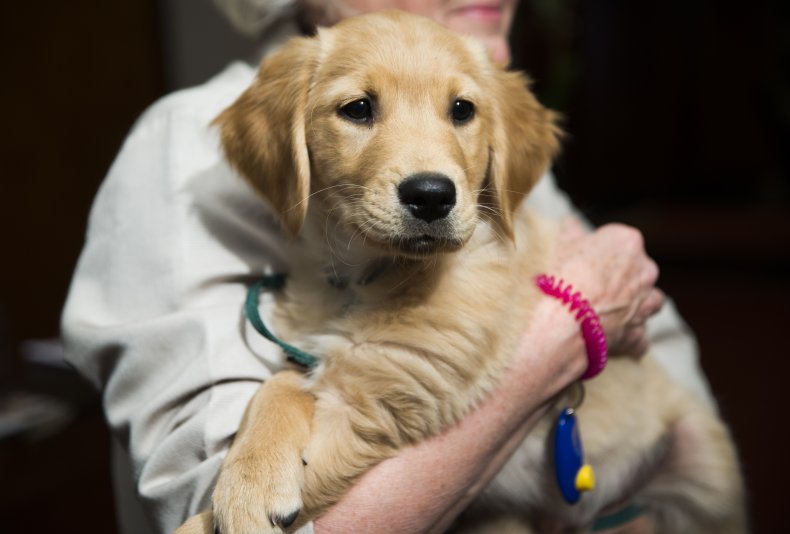 Dog in person's arms