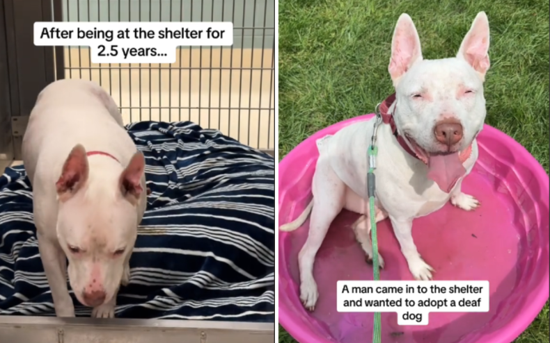 Swayzee the deaf dog is adopted.