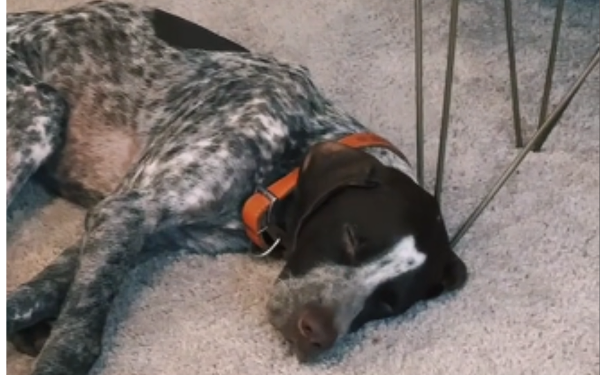 Watch Moment Rescue Dog Realizes He's Safe After Years of 'Fight or