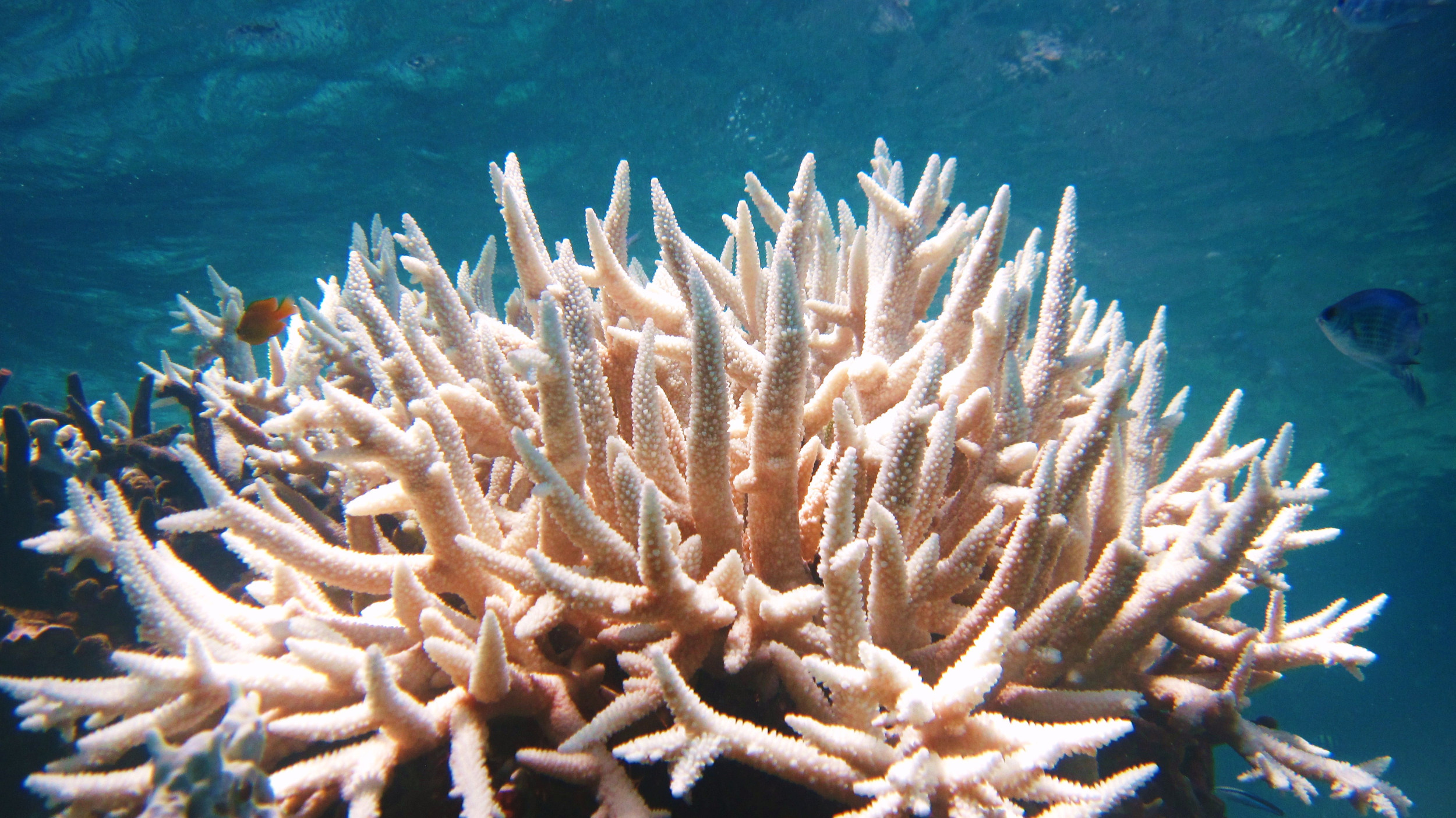 Les scientifiques pourraient avoir trouvé une solution pour sauver les récifs coralliens du monde