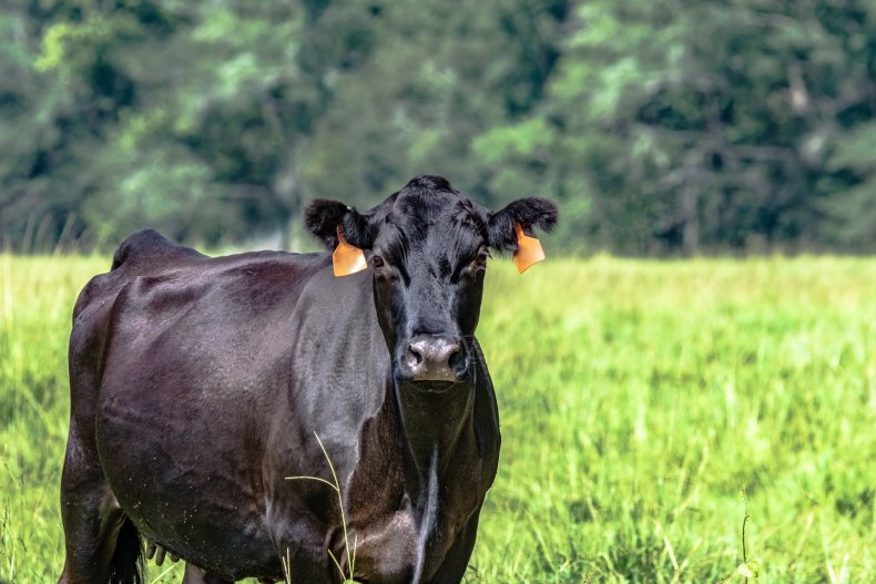 Black cow in grass field.