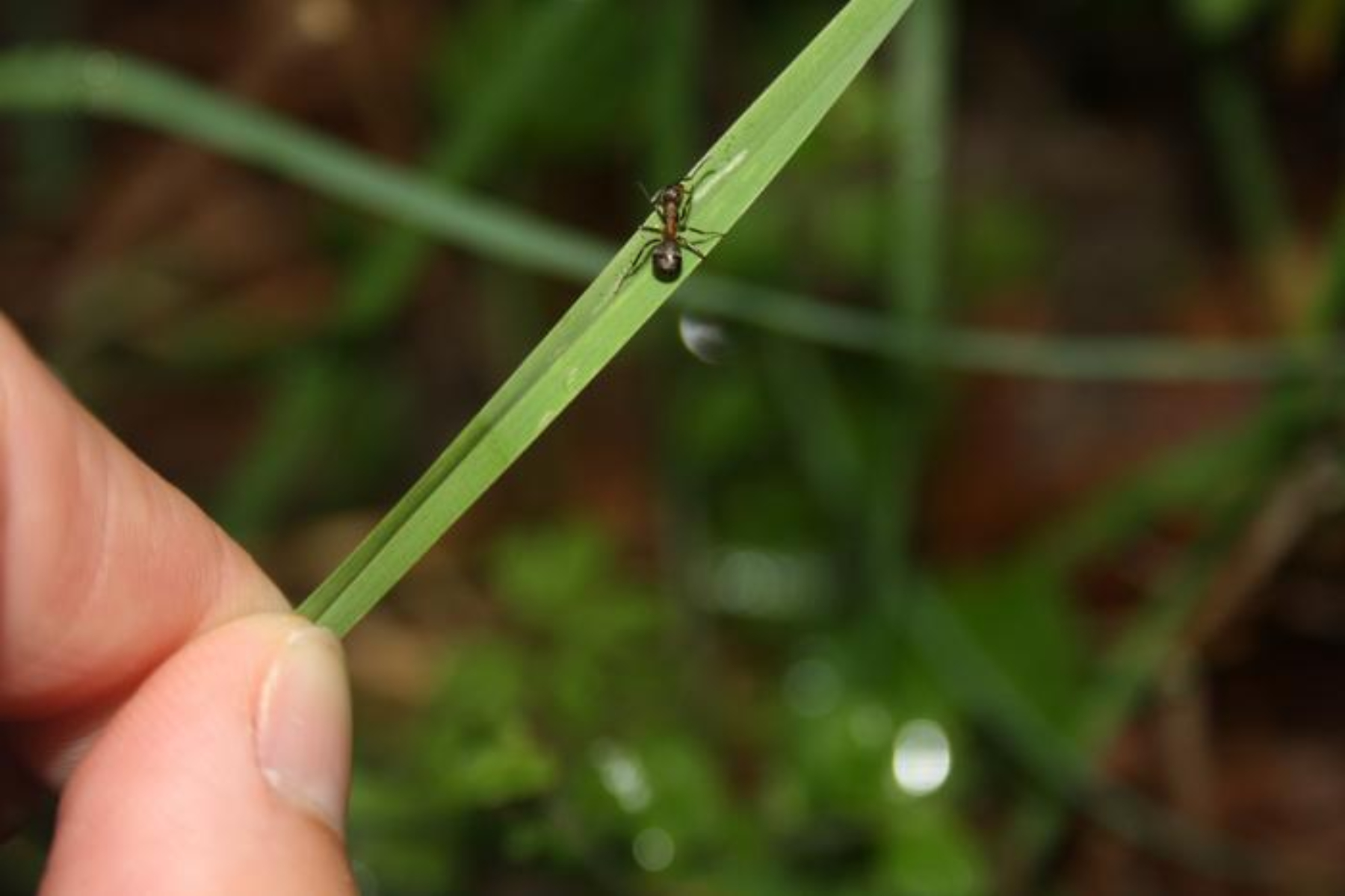 Parasite Controls Ants' Minds To Turn Them Into 'Zombies' - Newsweek