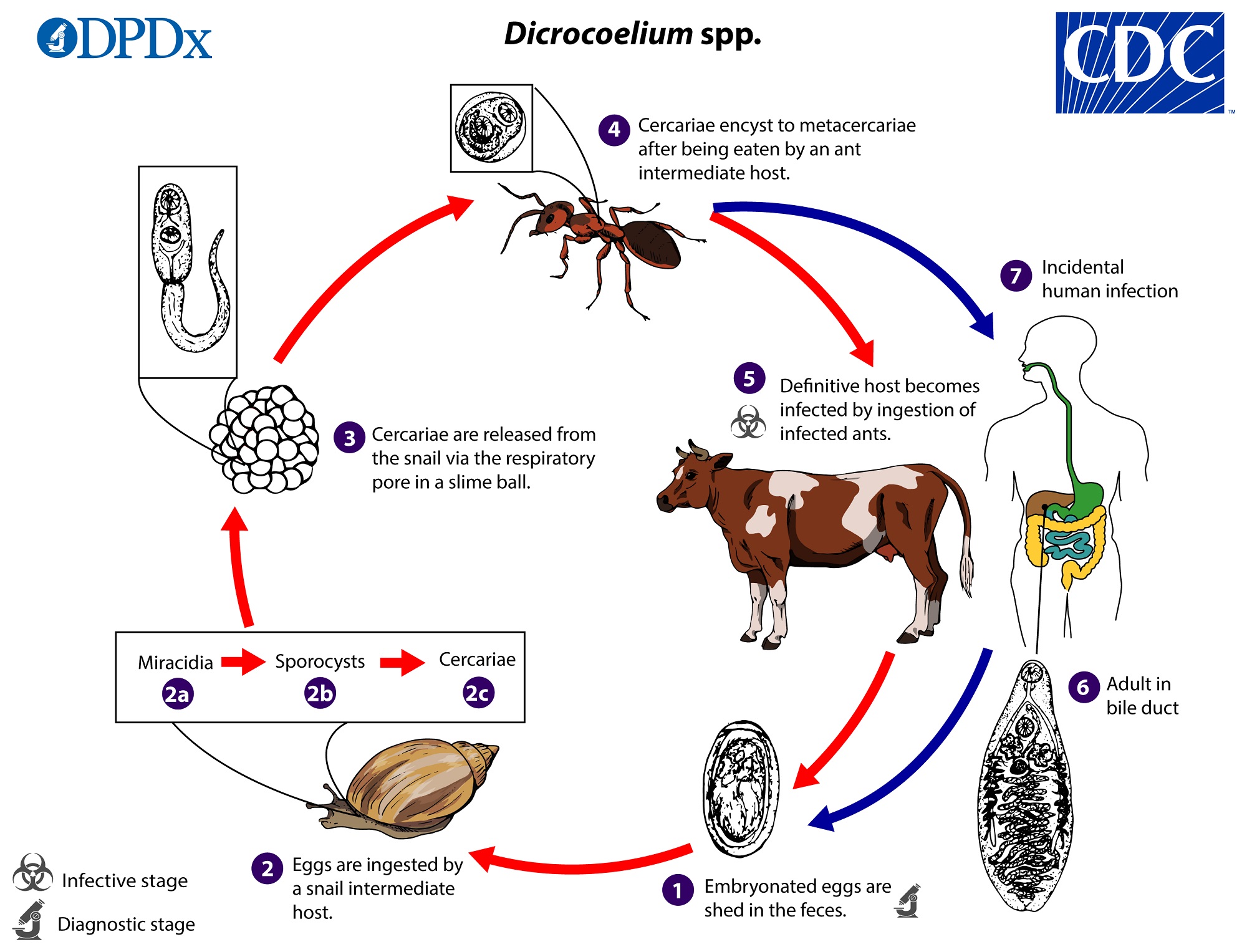 Parasite Controls Ants' Minds To Turn Them Into 'Zombies' - Newsweek