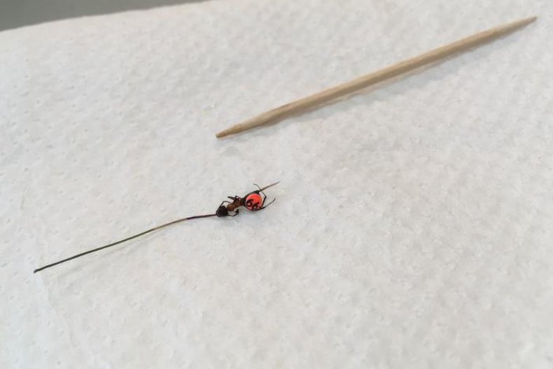 tagged ant