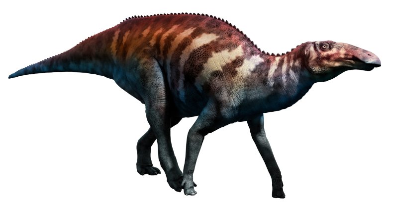 Edmontosaurus 