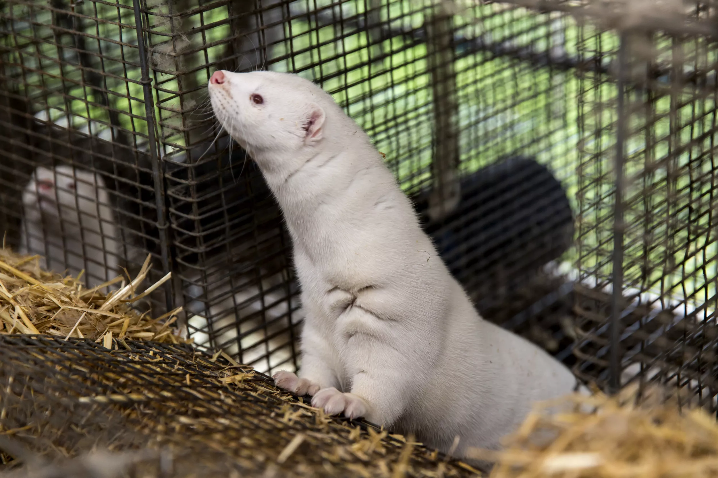 Thousands of Minks Descend on County After Being Set Loose From Fur Farm - Vimarsana News