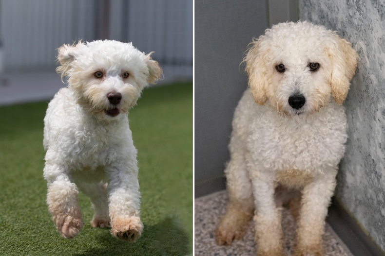 Emotional moment Rescue dog brothers experience first-ever ‘soft blanket’