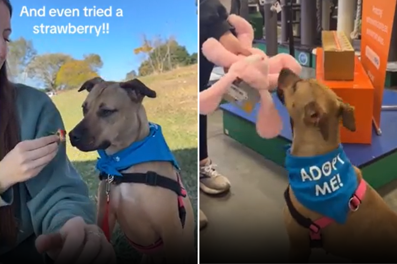 Koko leaves the shelter one day