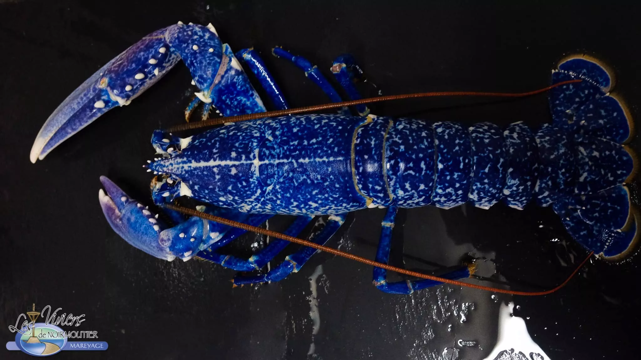 Fishmongers Buy Extremely Rare Lobster, Release It for a Long 'Happy Life' - Vimarsana News