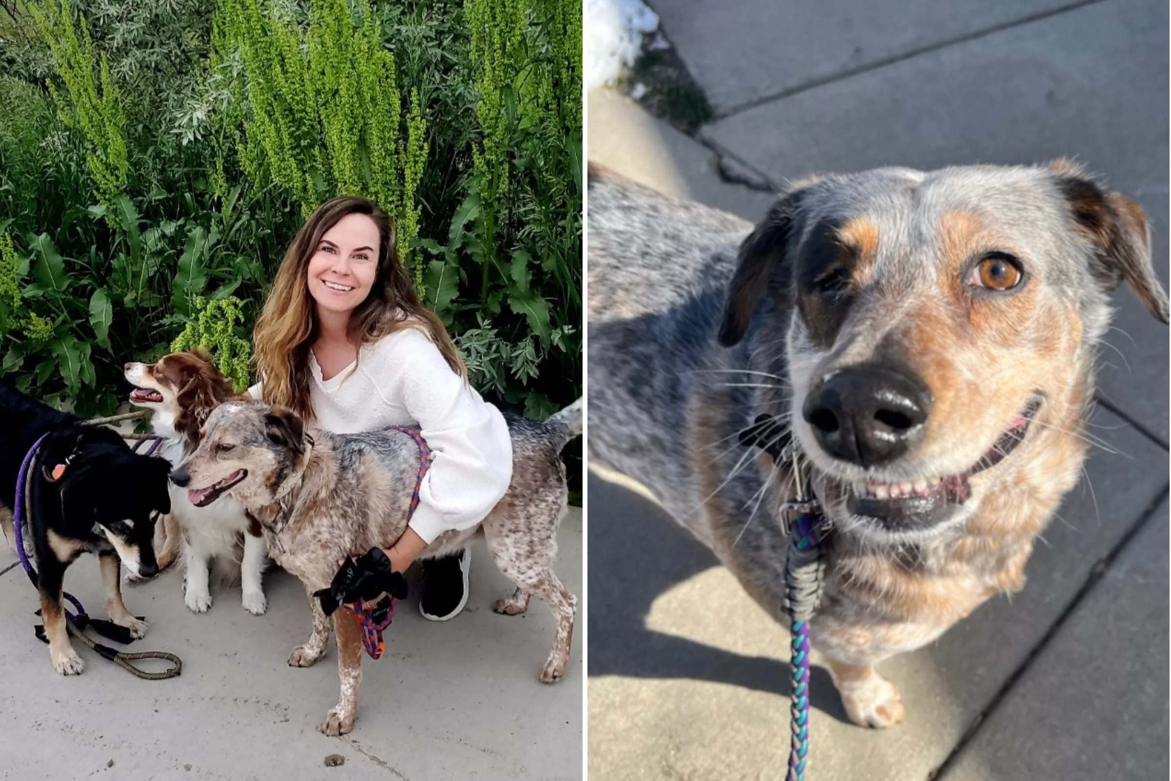 Texas Rescue Dog Who Sat in a Cage '24/7' Gets New Lease of Life - Vimarsana News
