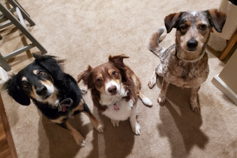 The Shellby Hall Rescue Dog