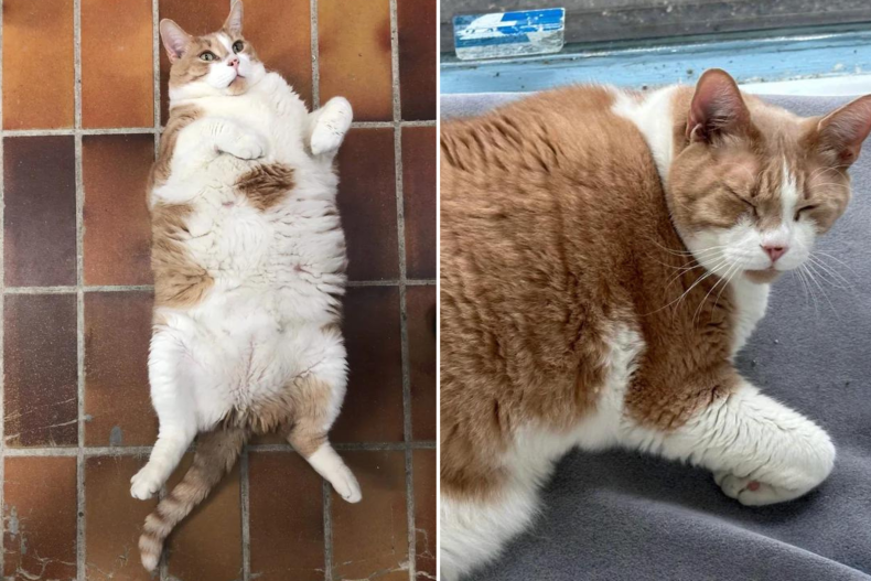 Philippe the cat