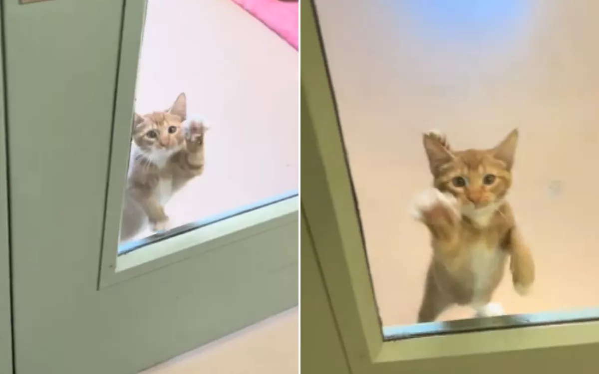Shelter Kitten 'Demanding' Attention From Volunteers Moves People to Tears - Vimarsana News