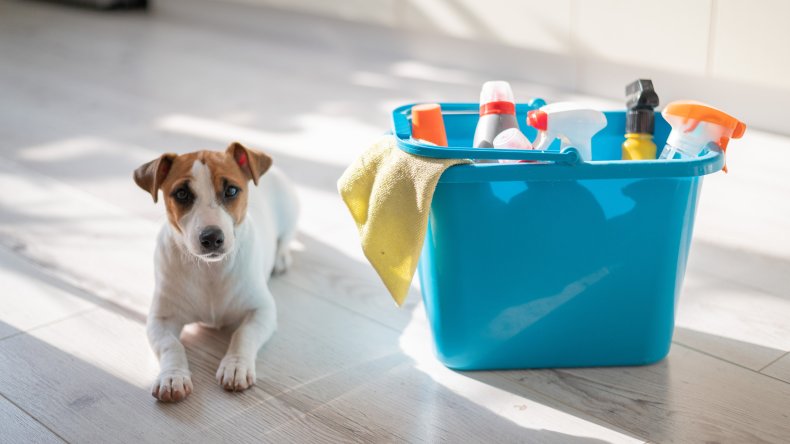 Cleaning Dog