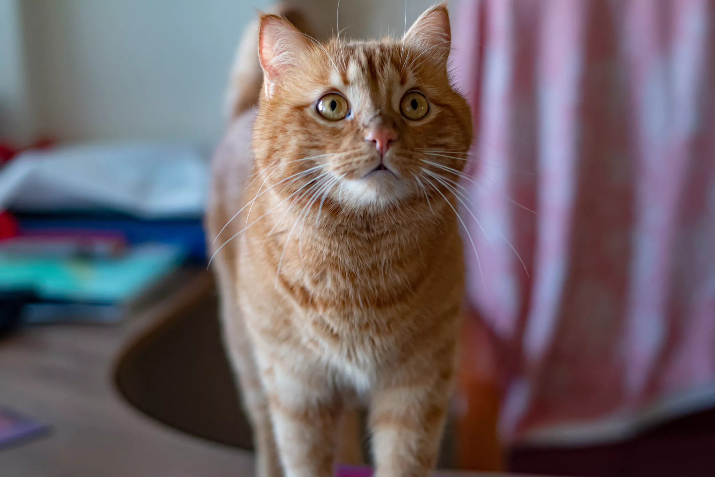 Cat's Way of Asking Owner for 'Small Bite' of Her McDonald's Goes Viral - Vimarsana News
