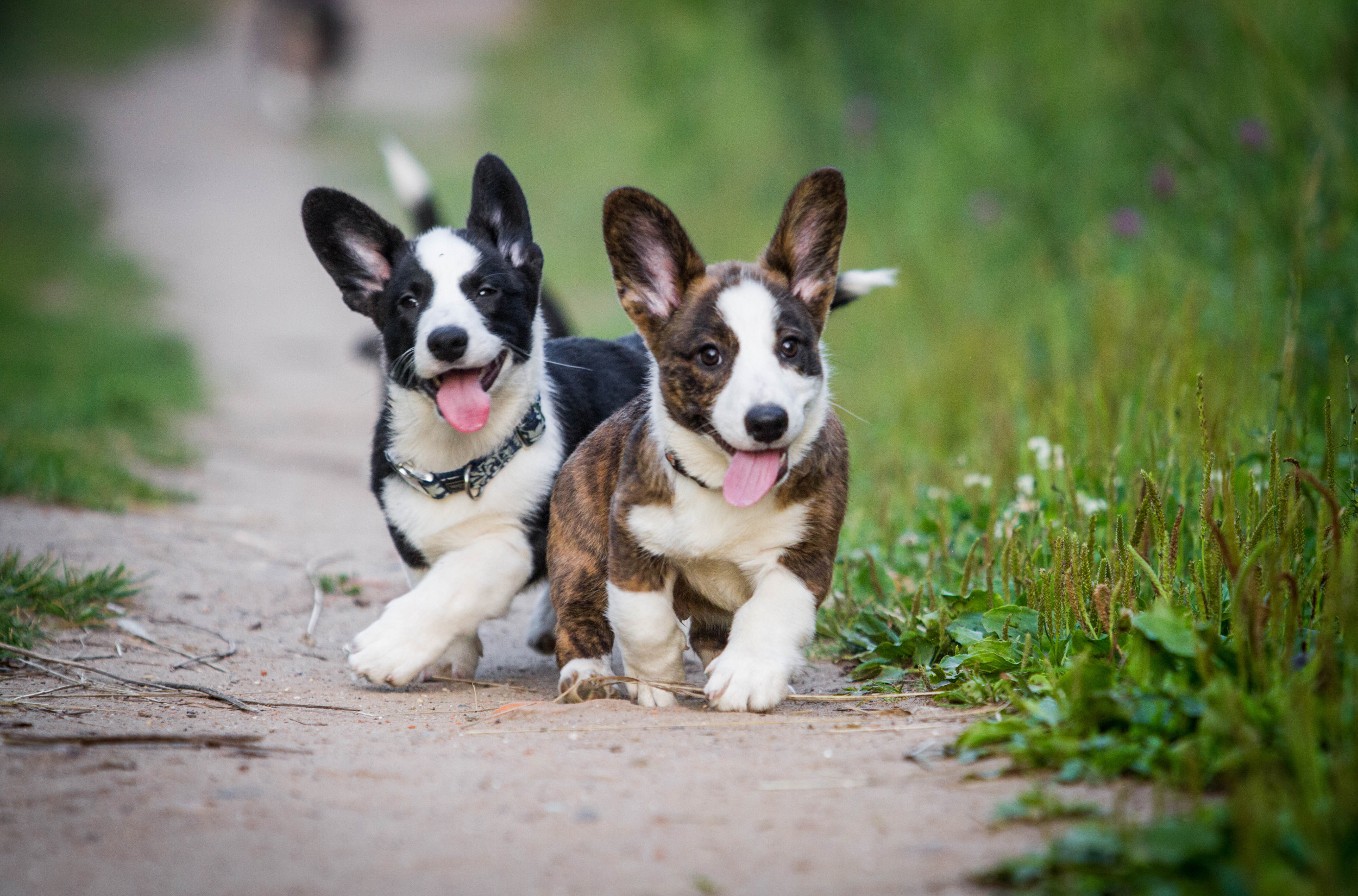 Corgi and husky sales mix