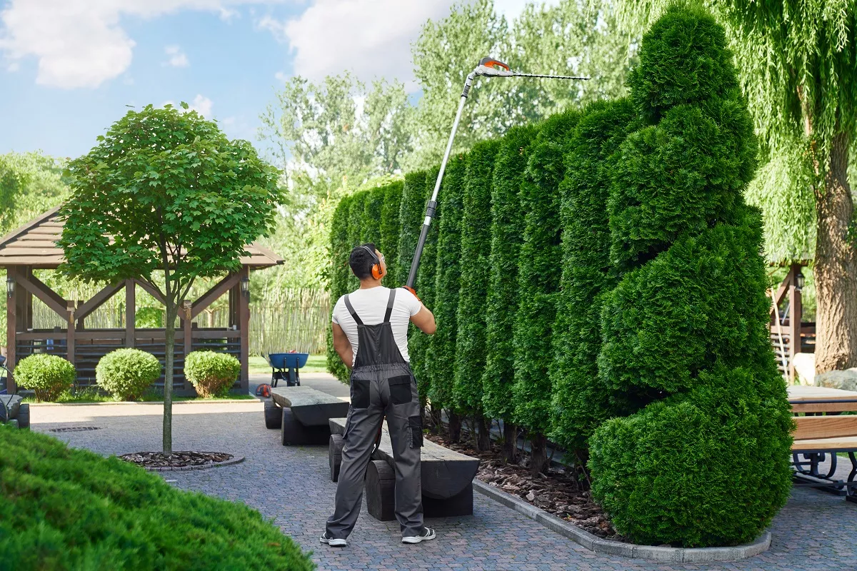 Homeowner's Reason for Planting Hedge To Block Neighbor's View Praised - Vimarsana News
