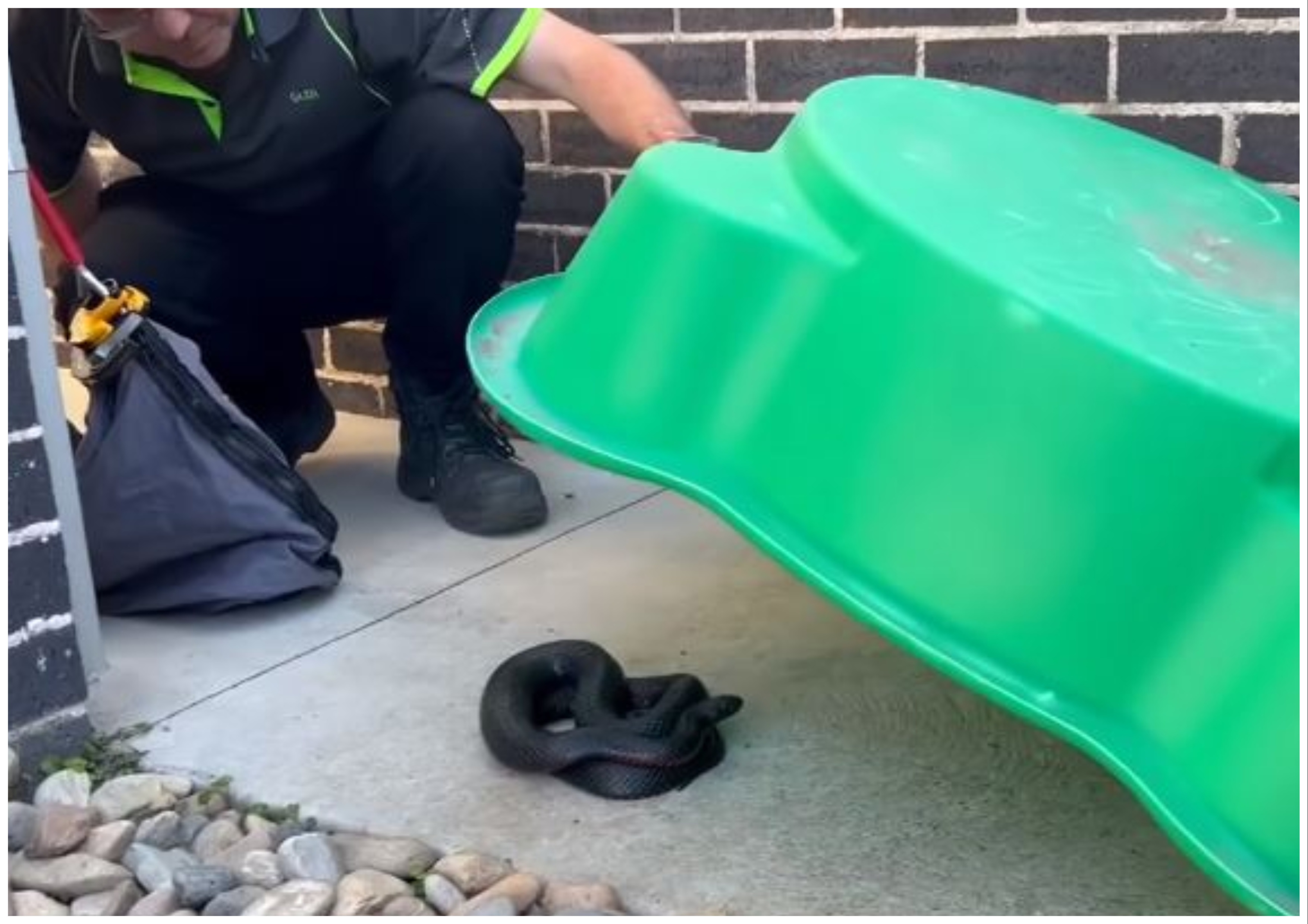 Horror As 'Large' Venomous Snake Found Hiding Under Child's Toy In