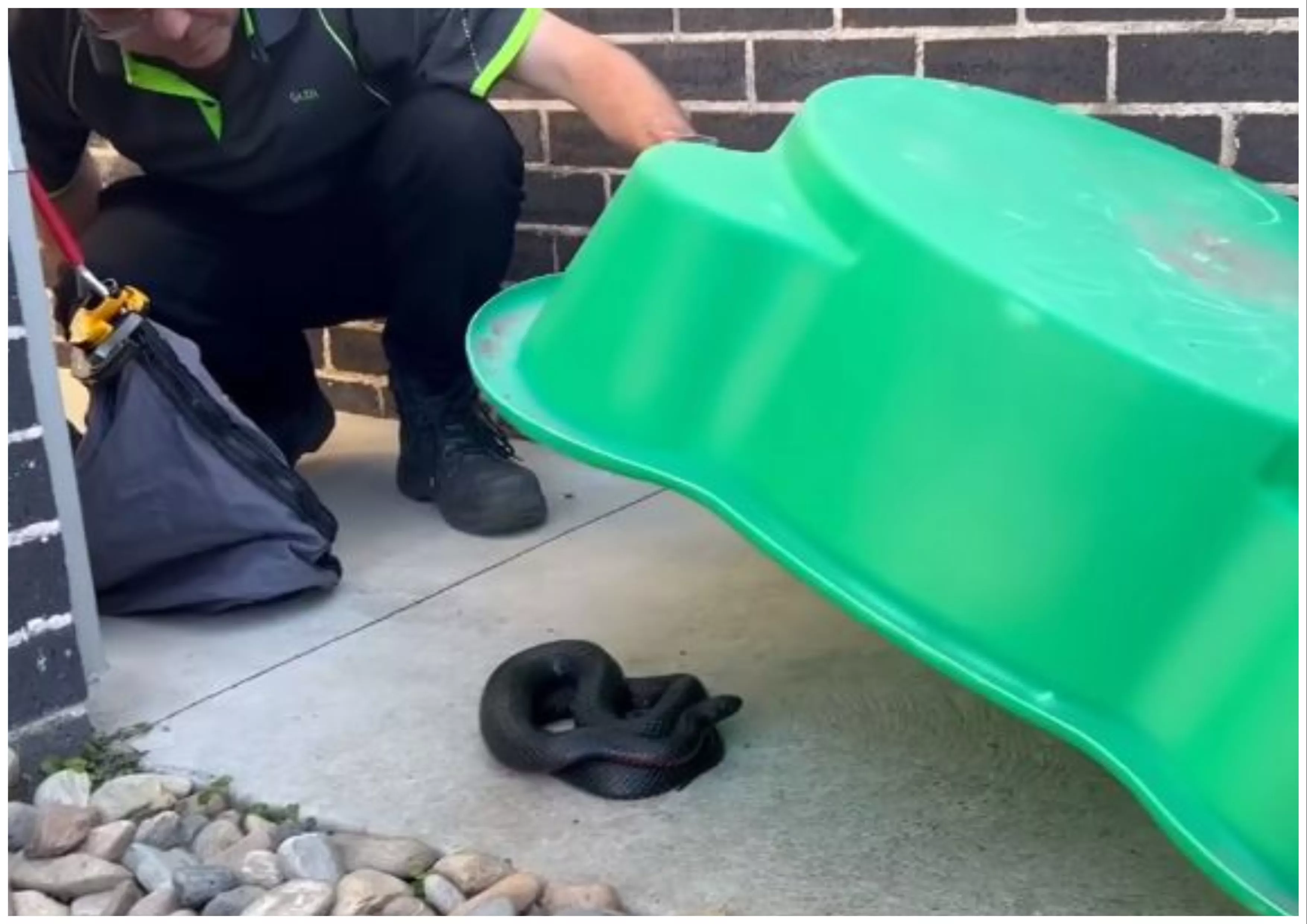 Horror As 'Large' Venomous Snake Found Hiding Under Child's Toy In Backyard - Vimarsana News